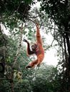 Brown Monkey Hanging on Tree Branch