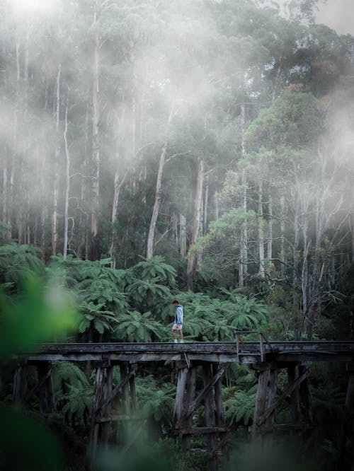 A Man Walking on Wooden Bridge in the Jungle