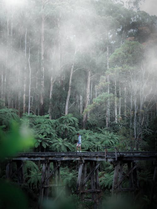 Immagine gratuita di alberi, bellissimo, camminando