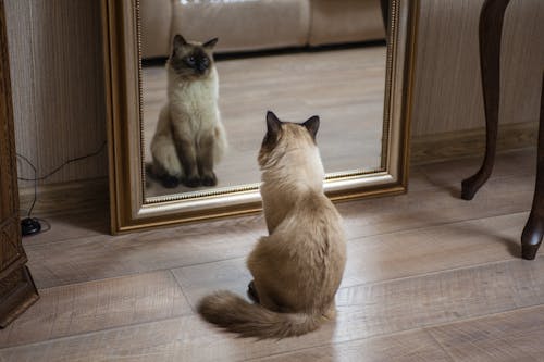 Free A Brown and White Cat Looking at the Mirror Stock Photo