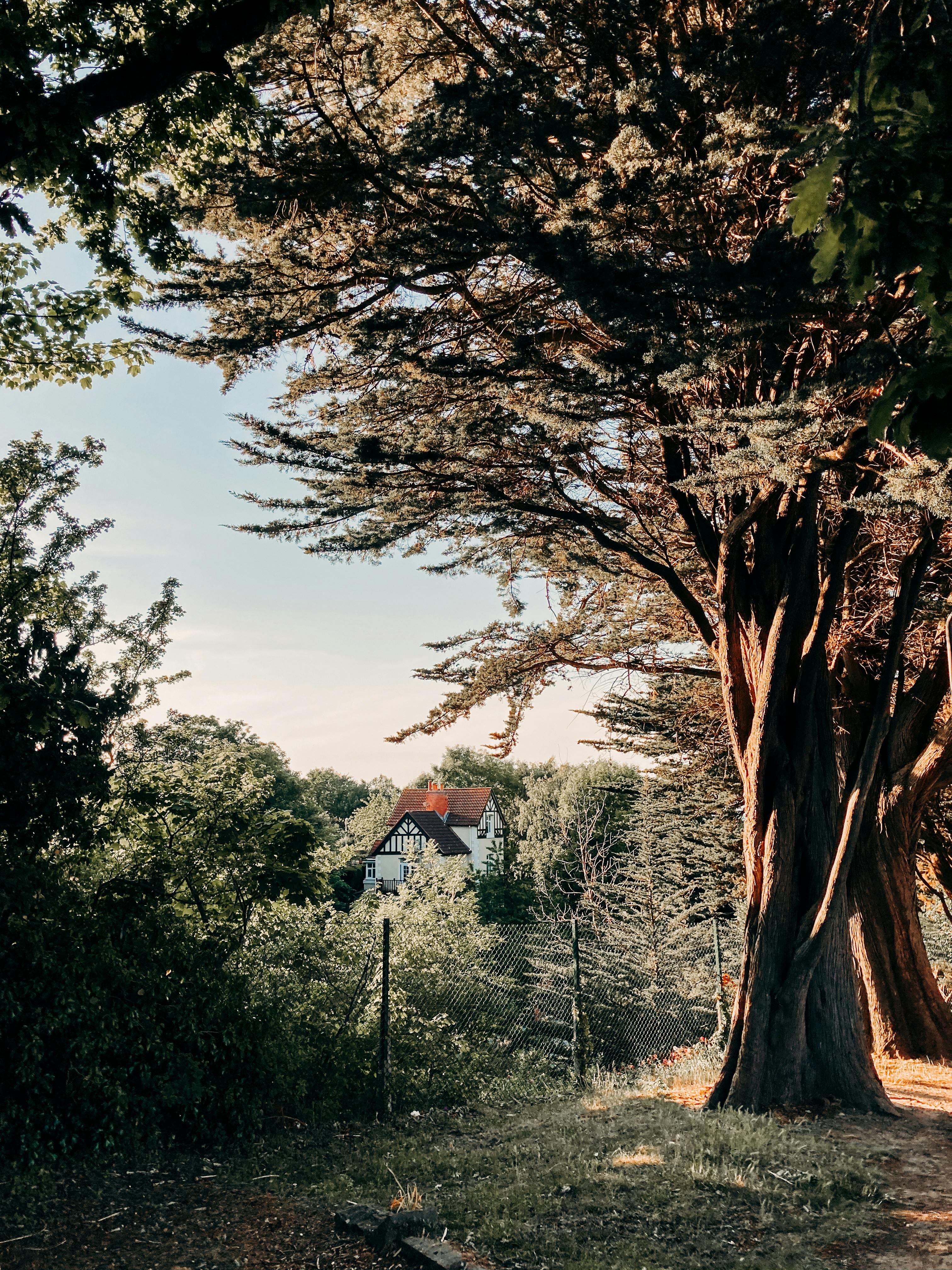 A beautiful rural cottage surrounded by lush greenery and tall trees, providing a peaceful countryside scene.