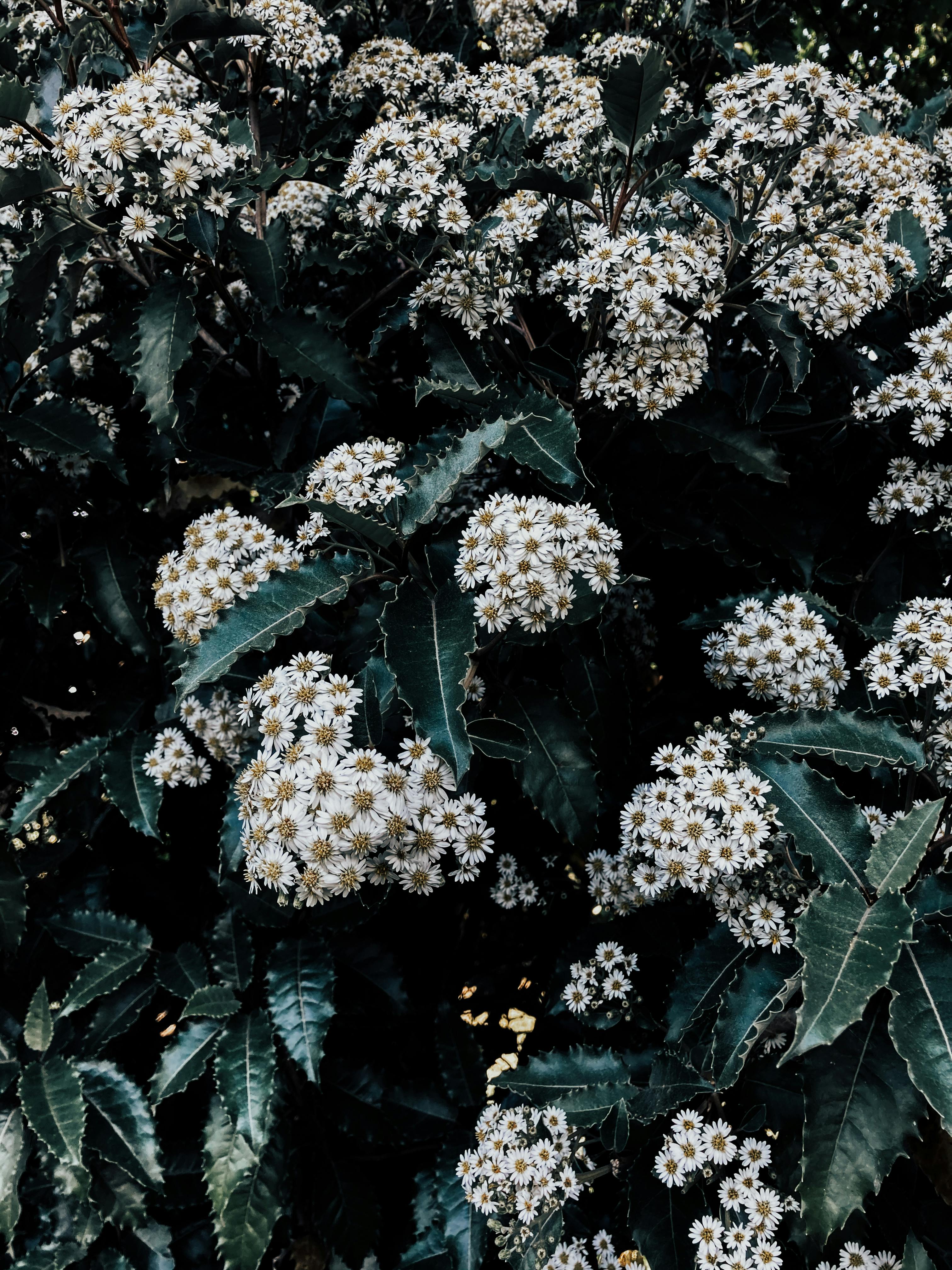 Beautiful clusters of white flowers on a lush green shrub, perfect for nature and gardening themes.