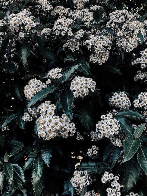 Beautiful clusters of white flowers on a lush green shrub, perfect for nature and gardening themes.