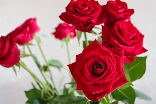 High angle of elegant bouquet of red fragrant roses placed in vase against white wall