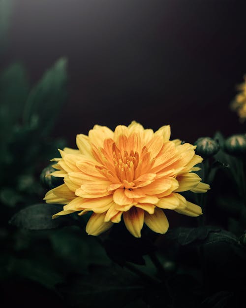 Yellow Flower in Tilt Shift Lens