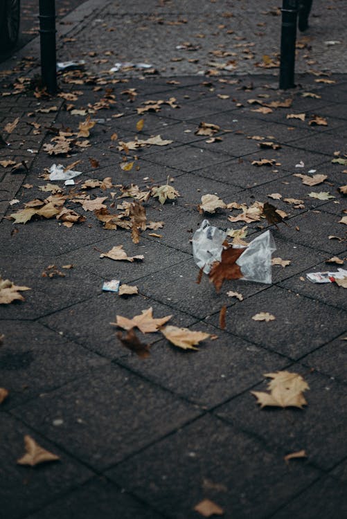Dried Leaves on the Ground · Free Stock Photo