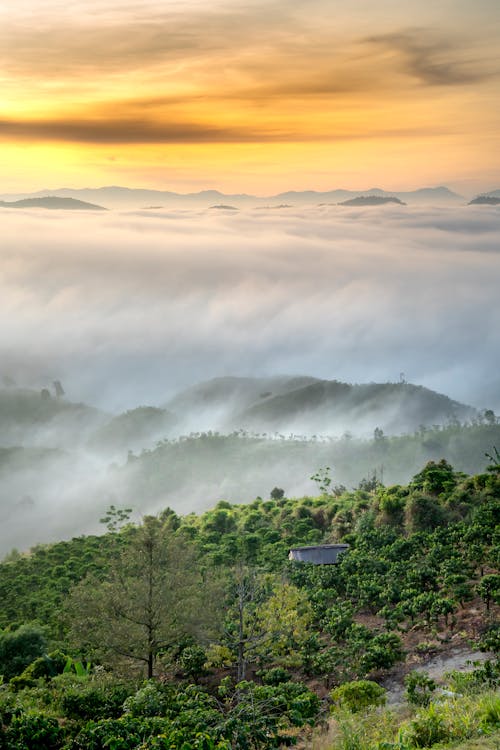 Free Green mountainous valley with lush trees in cloudy morning Stock Photo