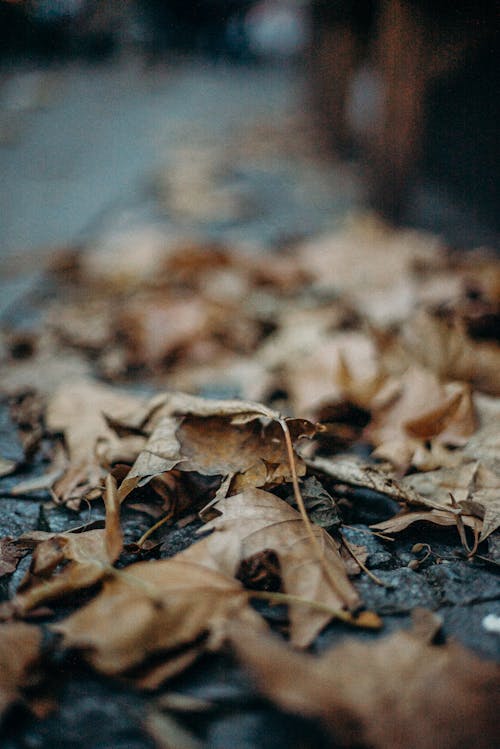 Dried Leaves on the Ground · Free Stock Photo