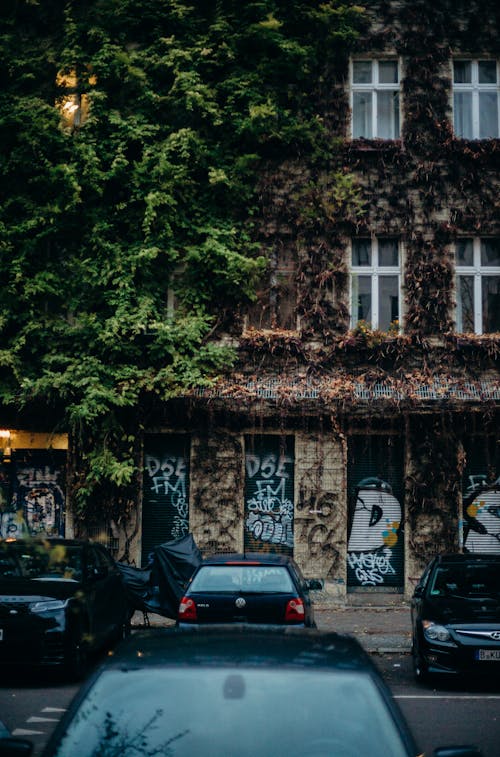 Fotobanka s bezplatnými fotkami na tému architektúra, Berlín, brečtan