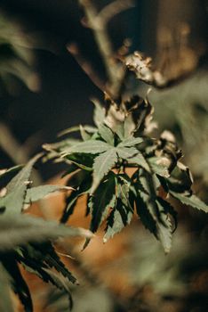 这张大麻叶的特写照片，清晰地展现了其自然生长的纹理细节