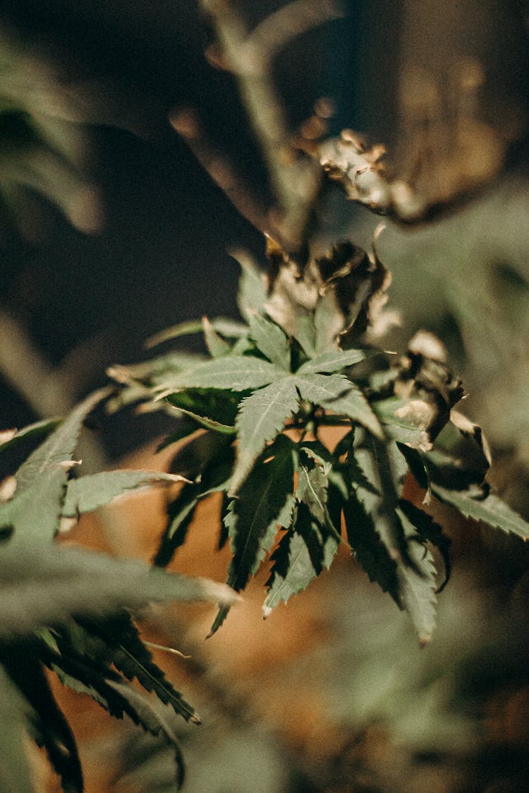 Green And Brown Plant In Close Up Photography