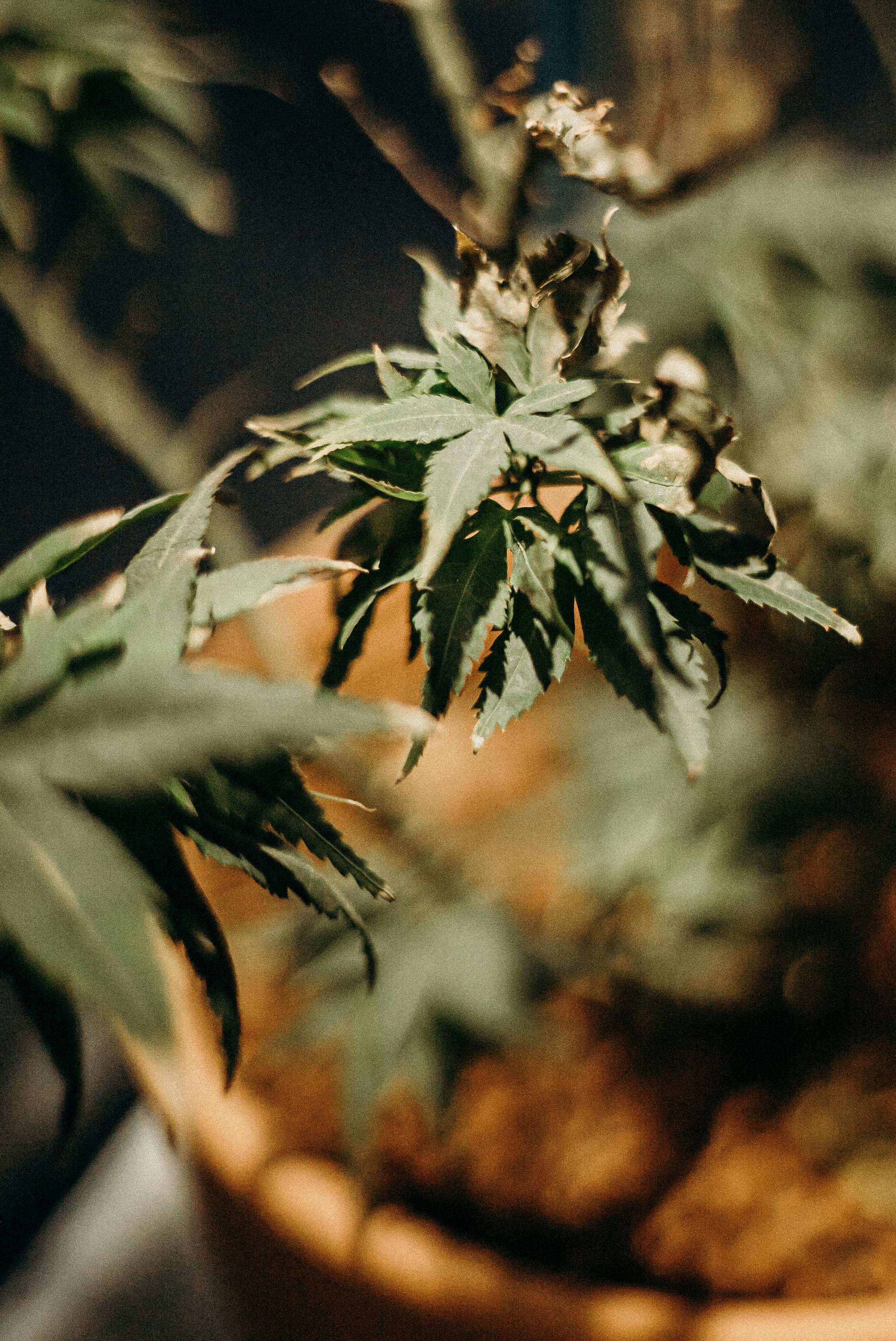 green and brown plant in close up photography