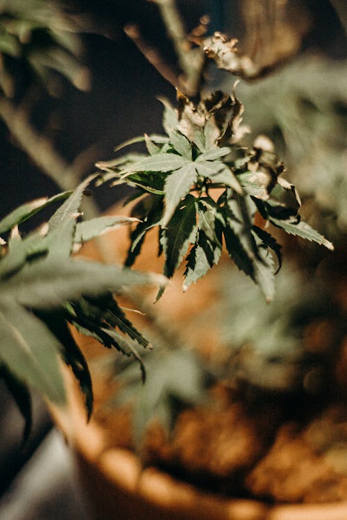 Green and Brown Plant in Close Up Photography