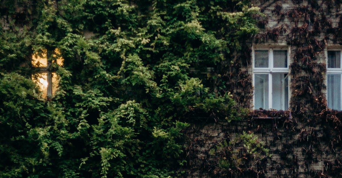 How to start another ivy plant