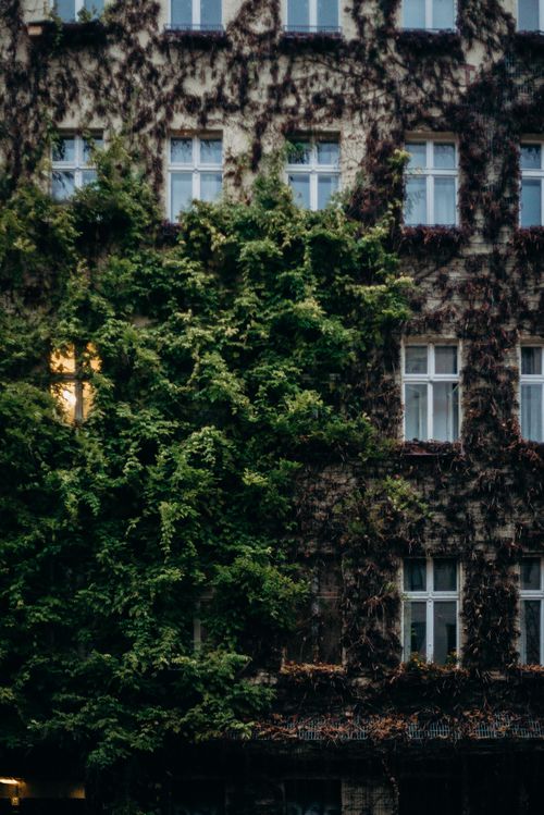 Free A city street view of an ivy-covered historic building facade with glowing windows, displaying urban charm. Stock Photo