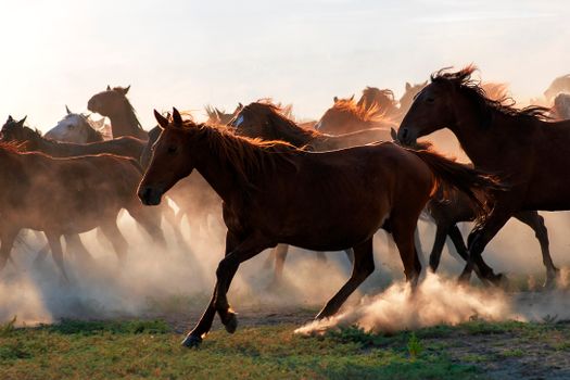 A herd of wild brown horses galloping through dusty plains in Kayseri, Turkey.