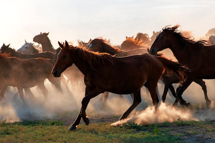 Herd Of Horses Running On Green Grass Field