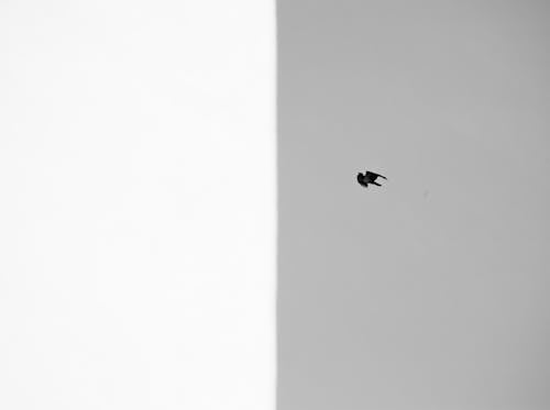 From below of black and white bird flying in clear sky in daytime
