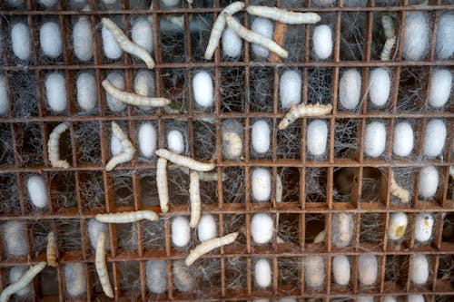 Larvae of Bombyx mori in factory