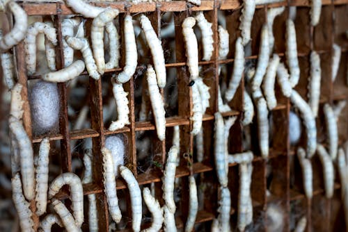 Free Larvae of exotic domestic silk moth and white cocoons in wooden tray in farm Stock Photo
