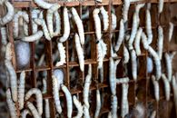 Larvae of exotic domestic silk moth and white cocoons in wooden tray in farm
