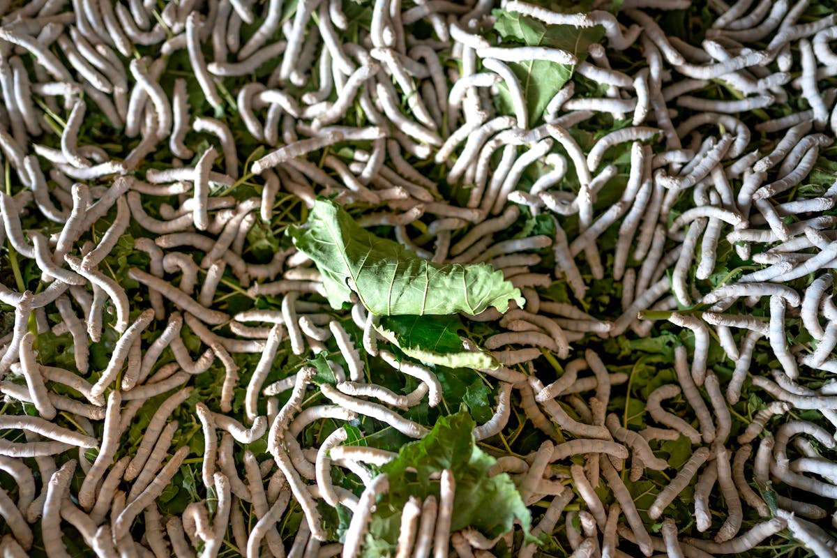 Heap of silkworms eating mulberry leaves