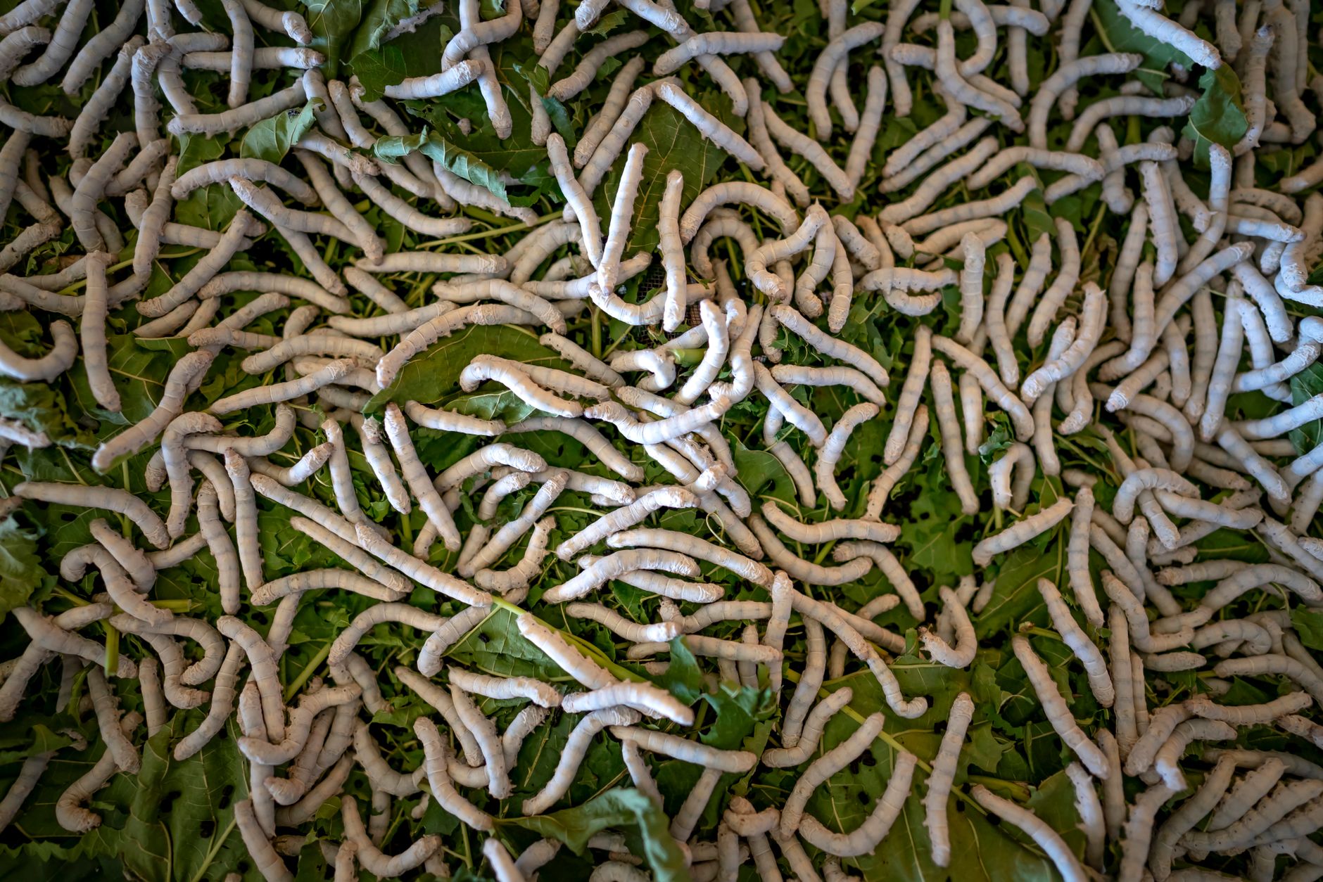 The Hidden Economic Engine: How Insect Feed Is Reshaping Livestock Costs