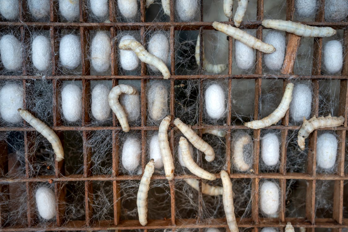 Free Larvae of mulberry silkworm enclosing in cocoon shell during production of raw silk in farm Stock Photo