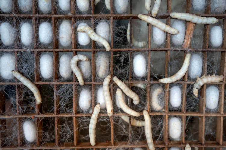 White Silk Cocoons And Larvae Of Bombyx Mori Worms