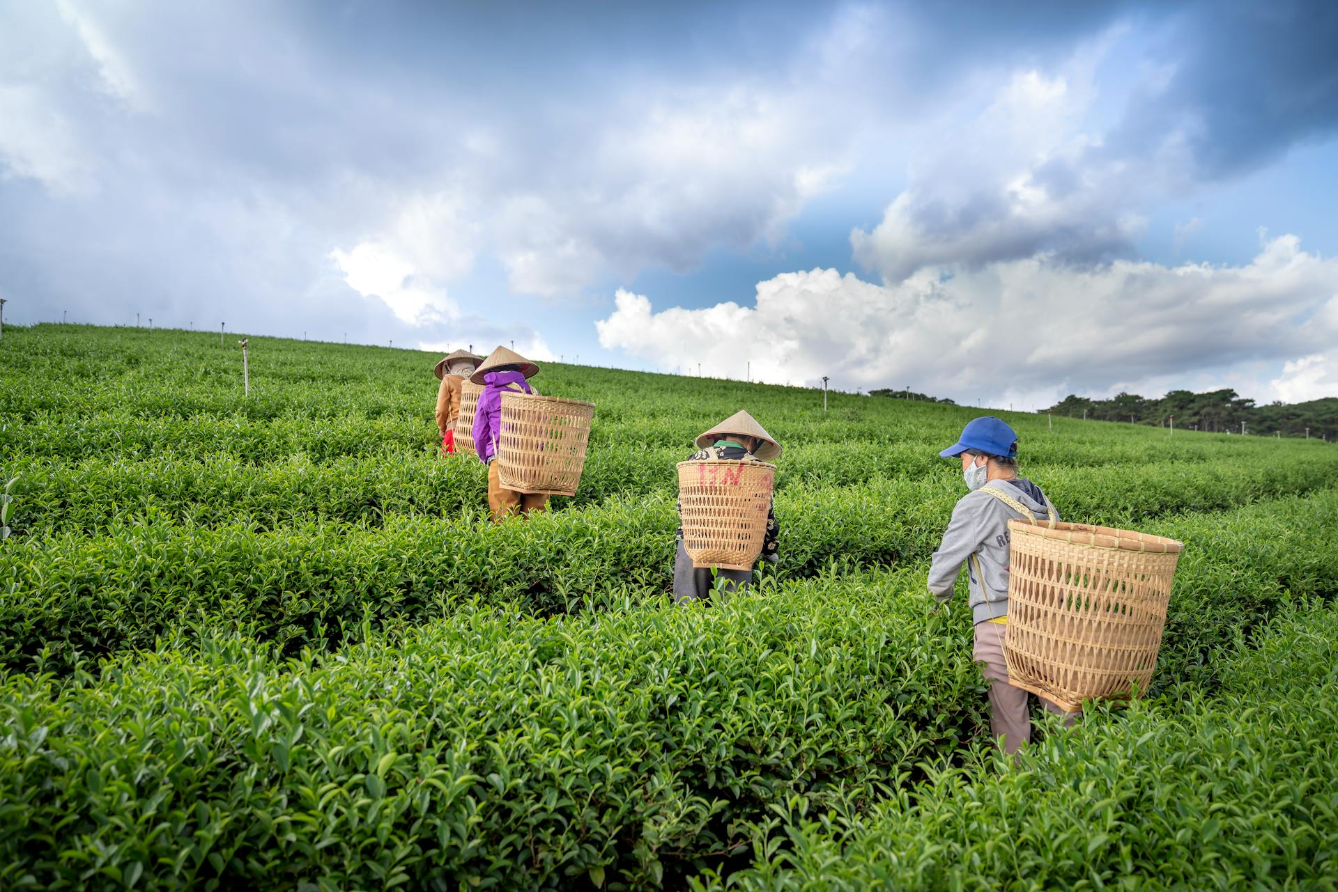Back view of anonymous workers in straw hats picking fresh green leaves into harvest basket during work on tea plantation