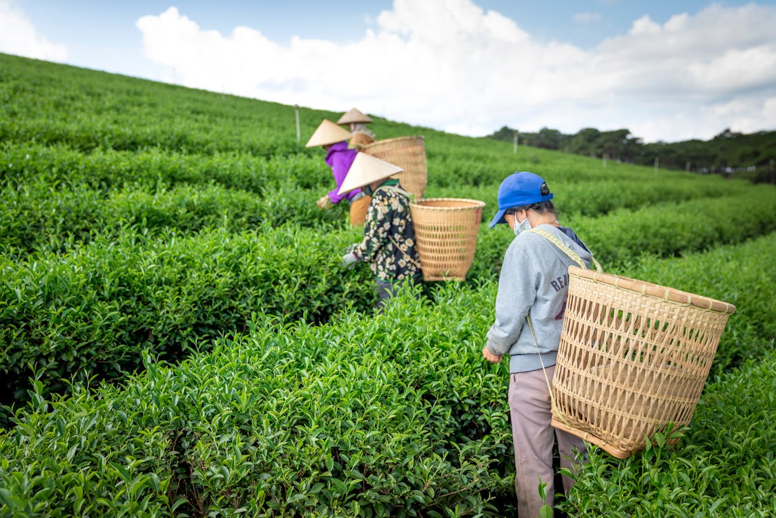 Free Unrecognizable people collecting tea in field Stock Photo