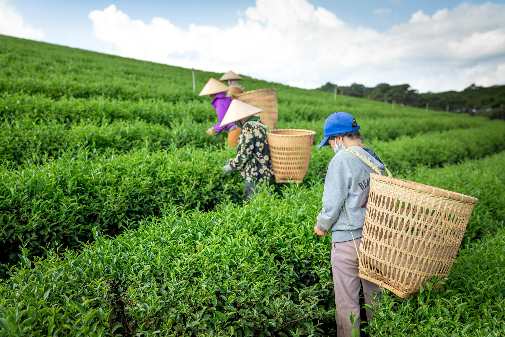 Local farmers in Vietnam picking fresh tea leaves on a lush green plantation.