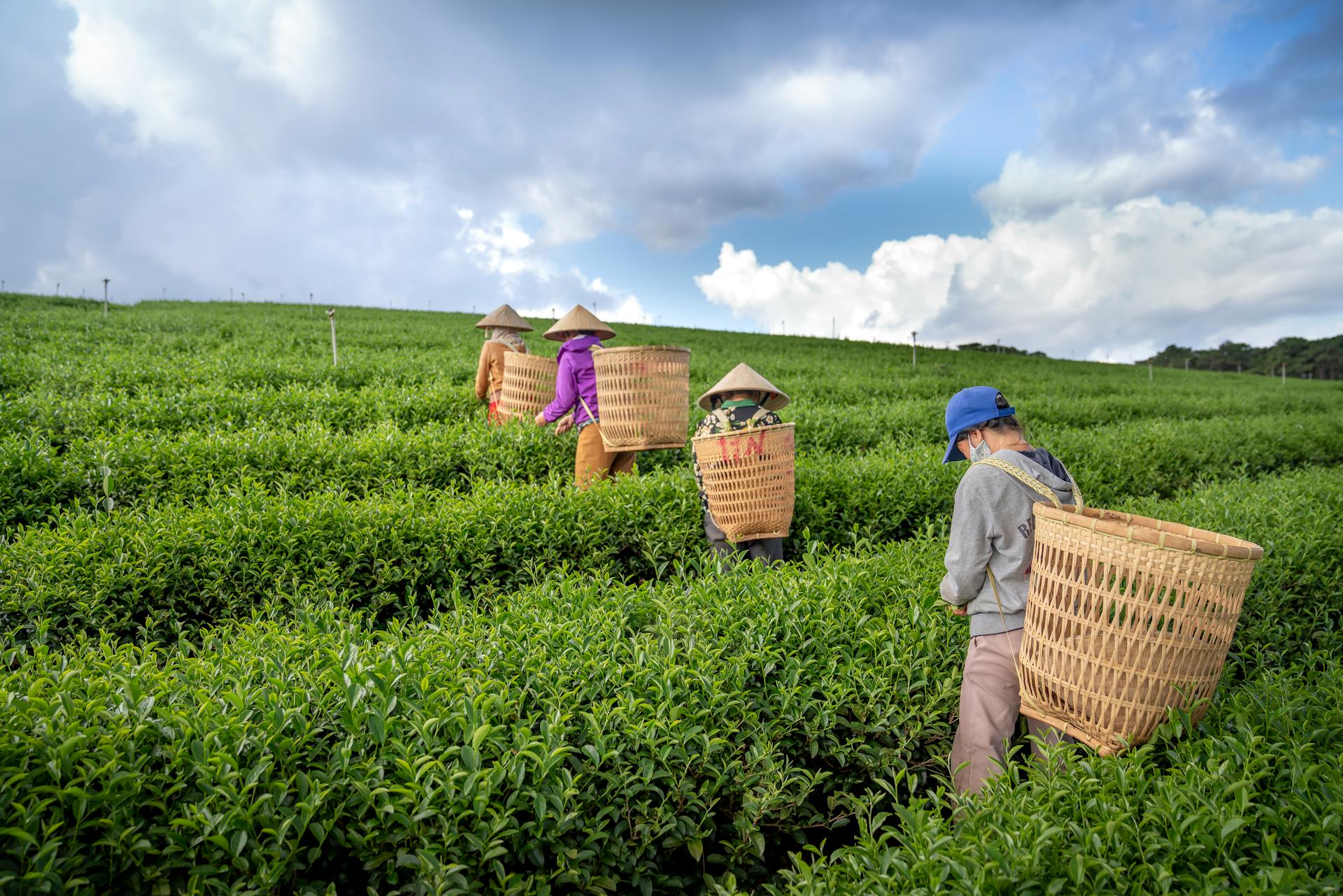 Back view of anonymous people in hats with harvest baskets walking on tea plantation and picking fresh green leaves
