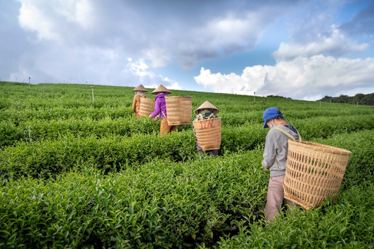 Local People Harvesting Tea Leaves In Lush Field