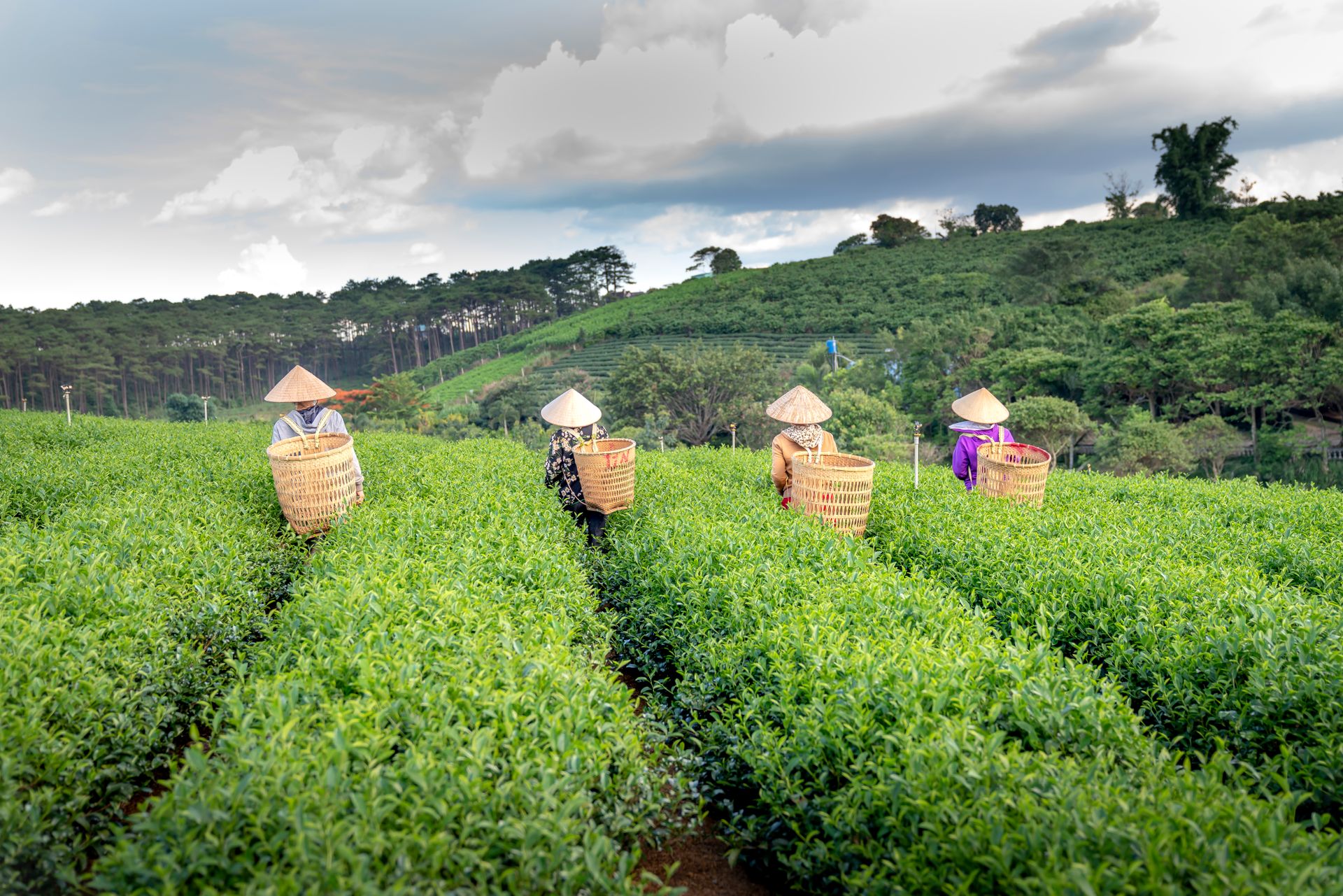 Back view of faceless farmers in Vietnamese hats carrying straw bags while working on tea plantation during harvesting season