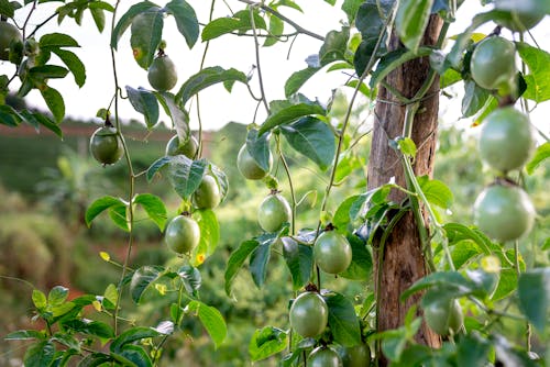 Green passion fruits hanging on tree