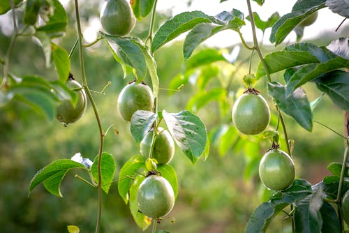 Foto stok gratis agrikultura, alam, alami