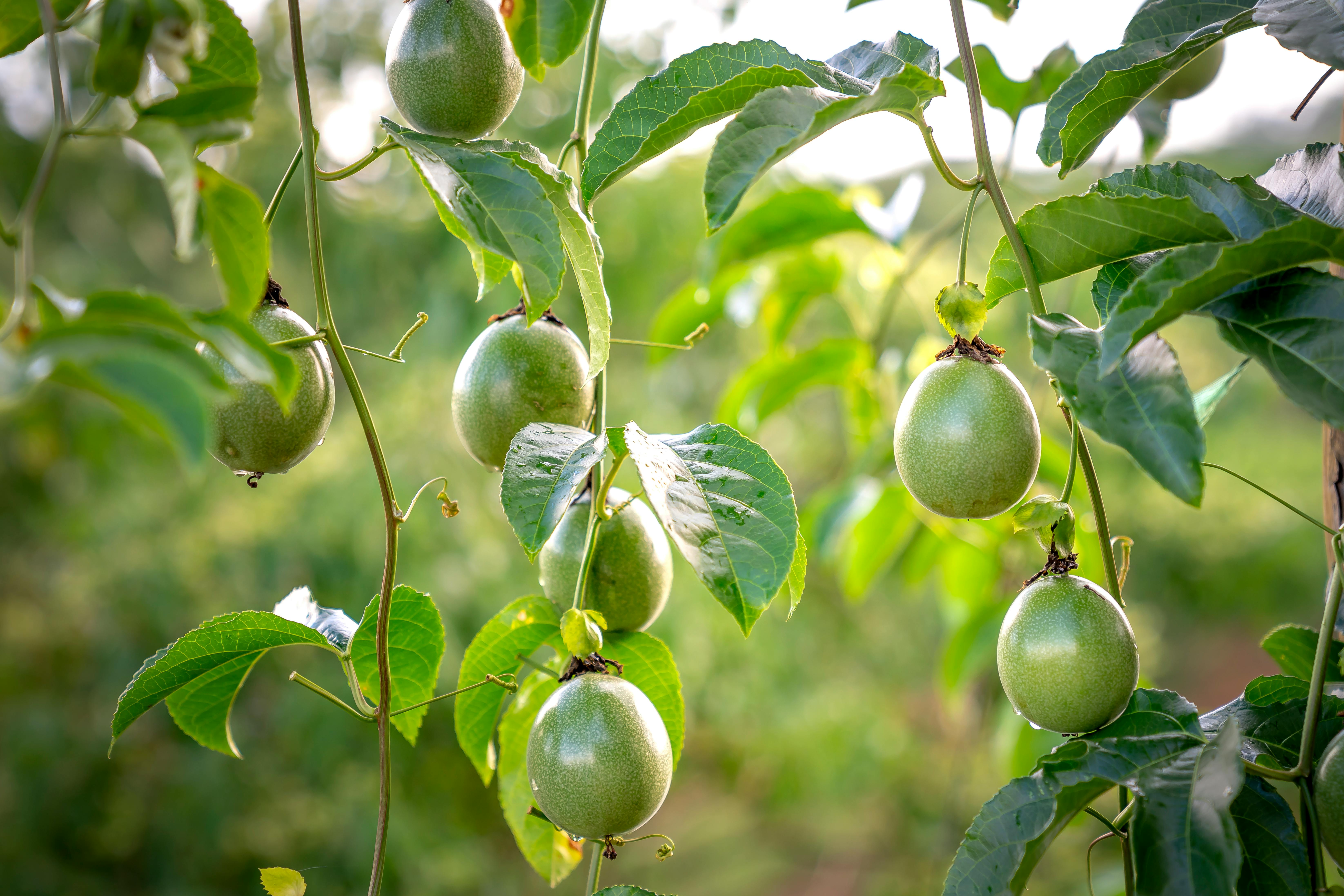 Green passion fruits hanging on tree · Free Stock Photo