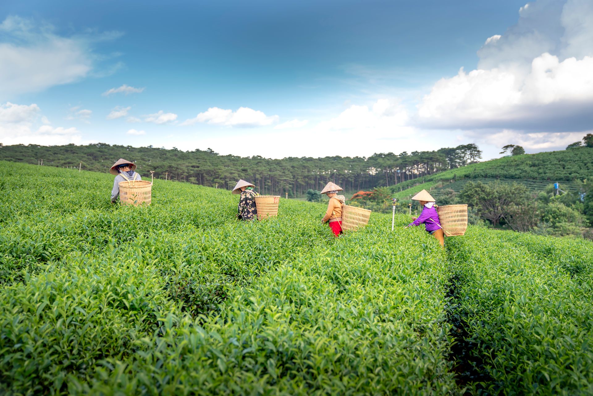 Four tea farmers in traditional hats gather tea leaves in lush green fields under a bright sky.