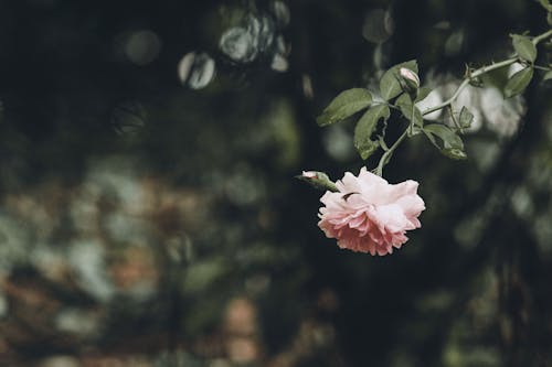 Fotos de stock gratuitas de de cerca, flor rosa, floreciente