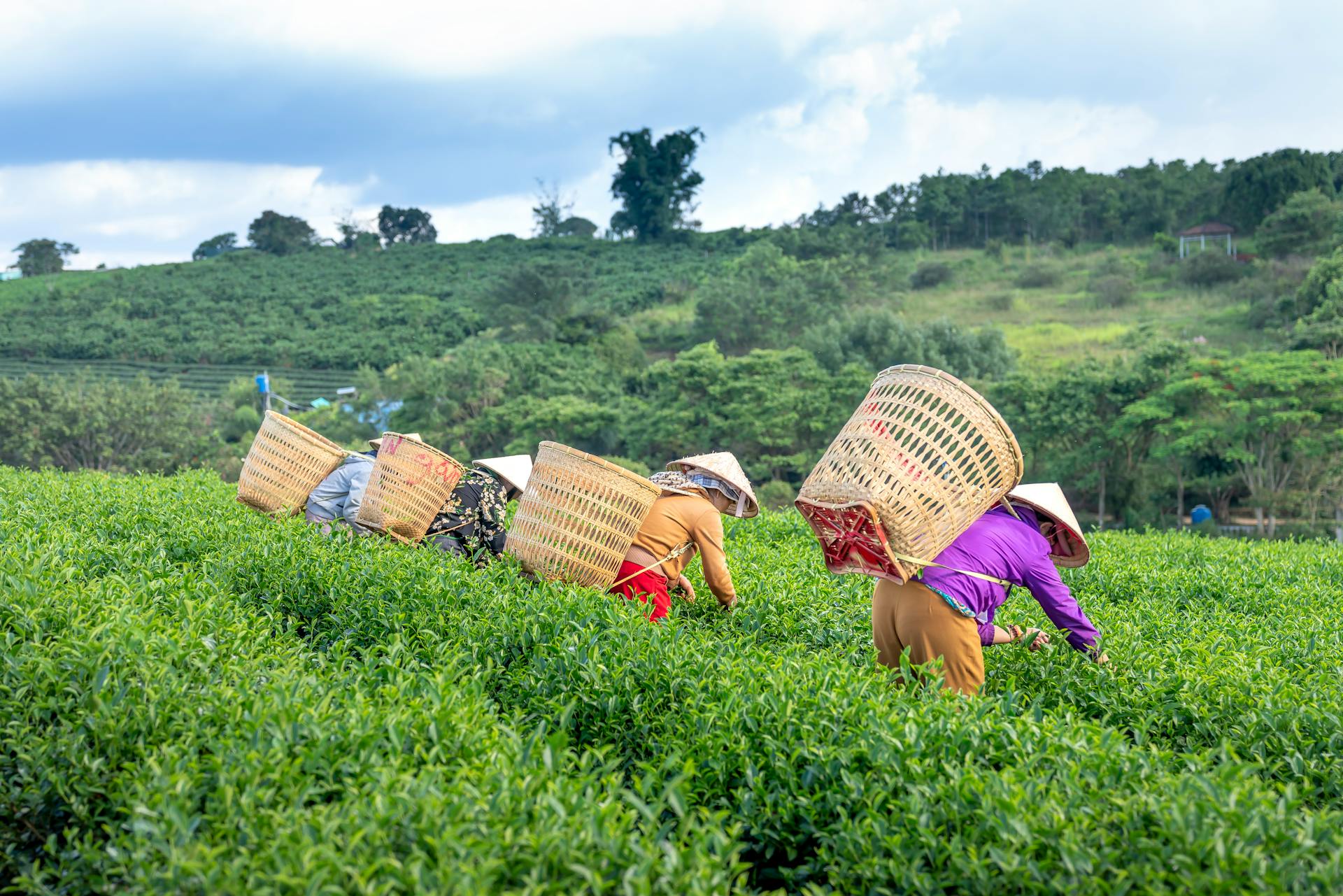 Farmers in traditional hats picking tea leaves in scenic rural Vietnam.