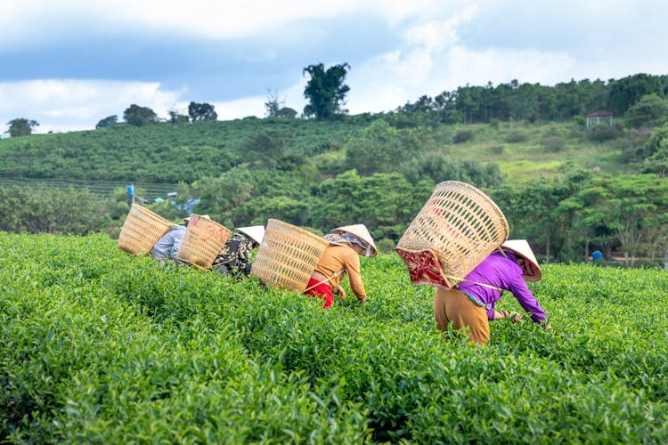 Unrecognizable Local Workers Harvesting Tea Leaves In Field