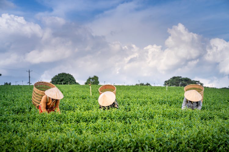 Faceless Farmers In Straw Hats Picking Tea Leaves On Plantation