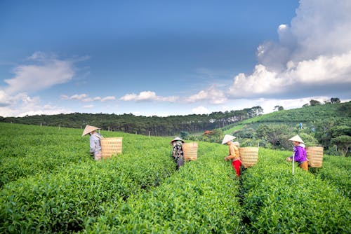 Imagine de stoc gratuită din adunare, agricultură, alegere