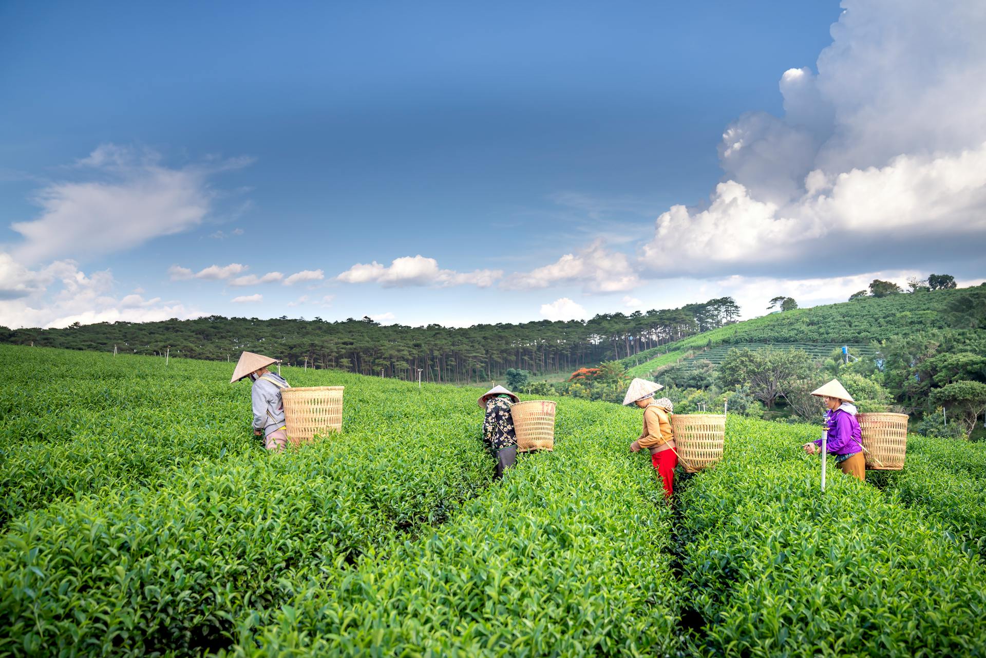 Side view of anonymous plantation workers in conical hats with straw baskets picking fresh leaves of tea against cloudy blue sky