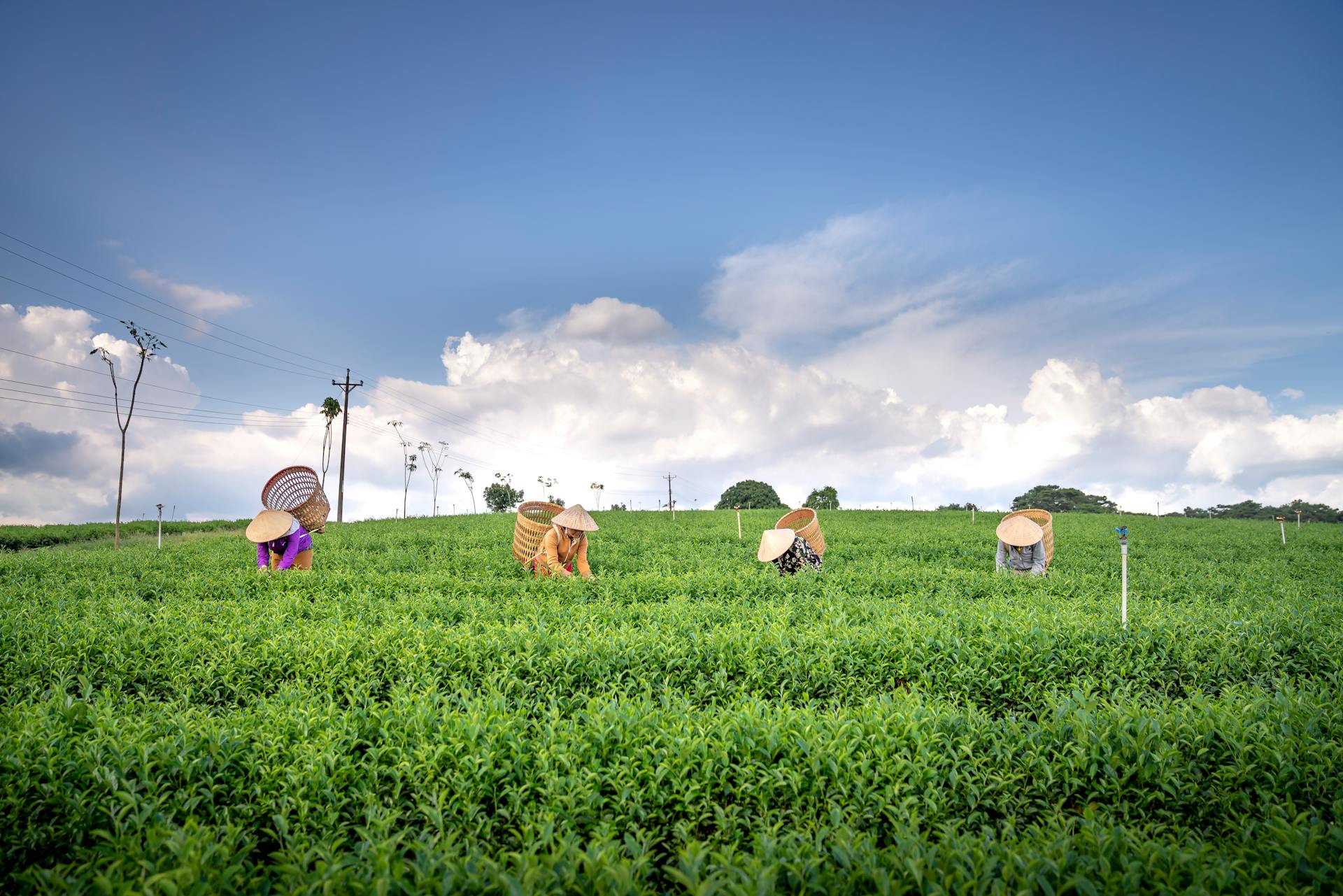 Workers picking tea leaves under a bright sky, showcasing traditional farming in a lush field.