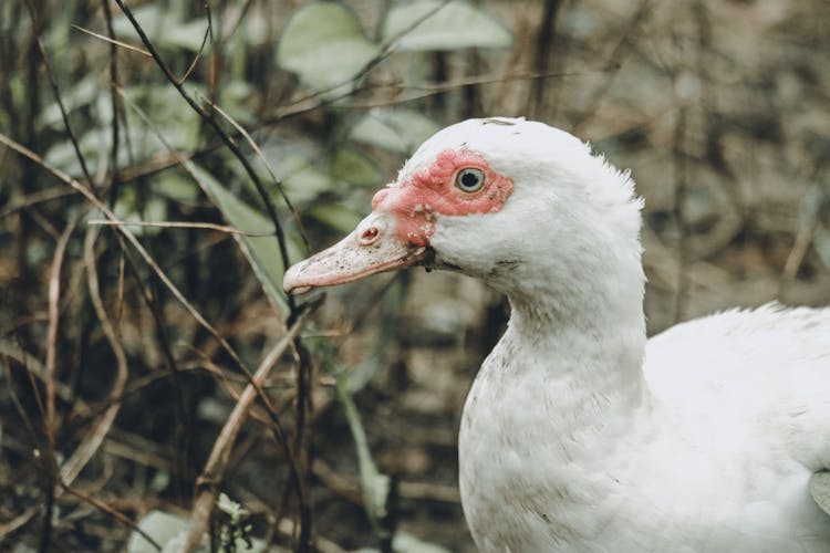 White Muscovy Domestic Duck