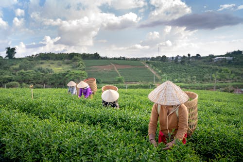 Anonymous farmers collecting tea leaves into straw baskets during work on plantation
