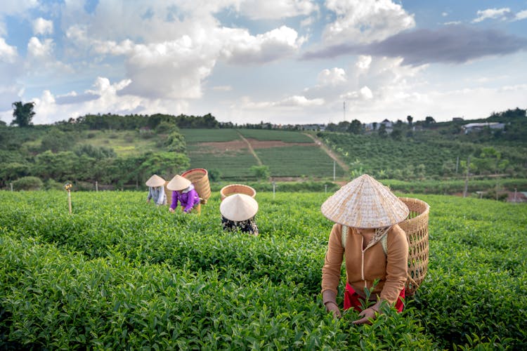 Anonymous Farmers Collecting Tea Leaves Into Straw Baskets During Work On Plantation