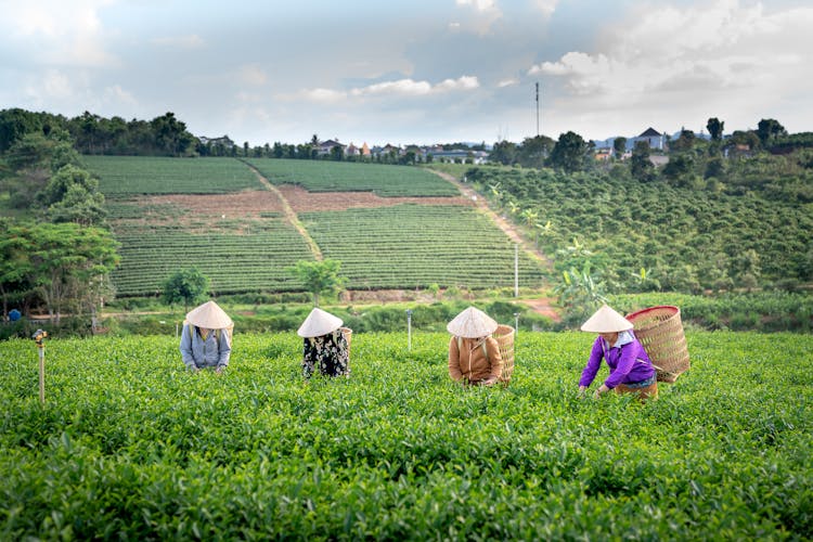 Farmers With Big Straw Baskets Picking Leaves On Tea Field